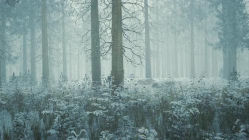 Videohive - Frozen Winter Forest in the Fog - 47787676 - 47787676