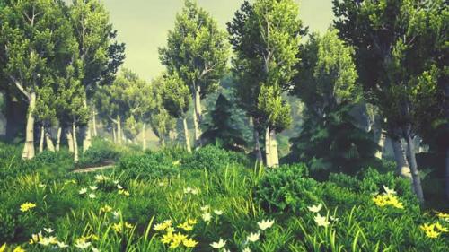 Videohive - Cartoon Flowering Green Forest on Sunset - 47787802 - 47787802