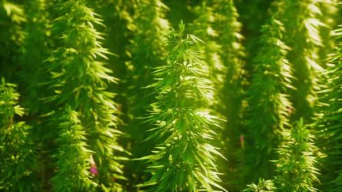 Videohive - Hemp Ripens Under the Sun - 47787813 - 47787813