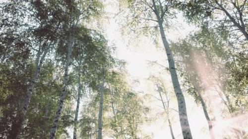 Videohive - Birch Trees in Bright Sunshine in Late Summer - 47787825 - 47787825