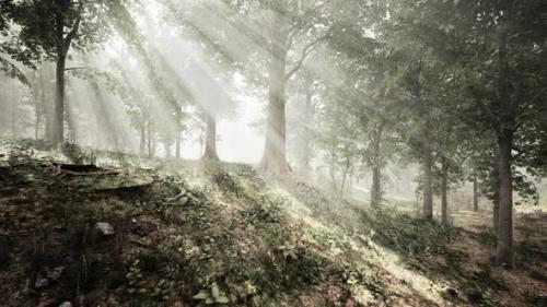 Videohive - Beautiful Morning in the Forest - 47787378 - 47787378