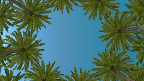 Videohive - Low Angle View Of Palm Trees - 47783572 - 47783572