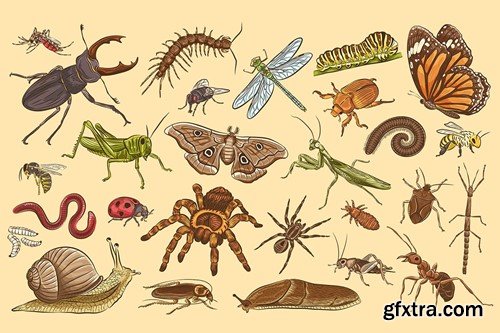 Insects Illustrations 6RQQPDS