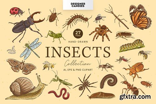 Insects Illustrations 6RQQPDS