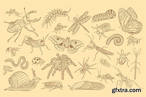 Insects Illustrations 6RQQPDS