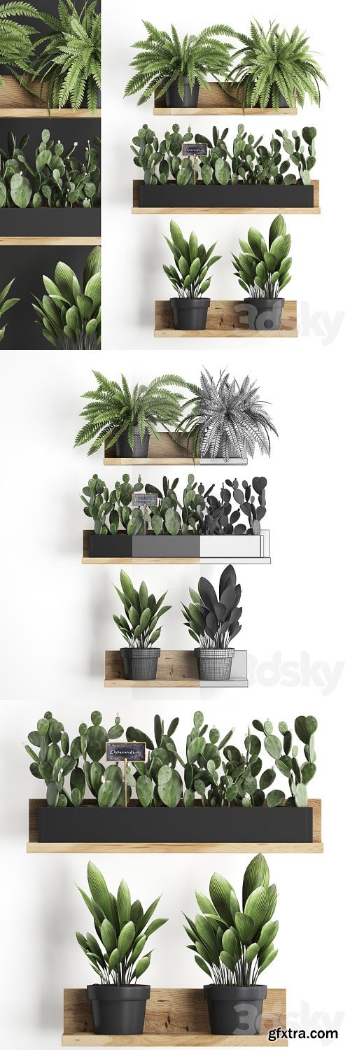 Shelf with flowers Plant 398. Cactus, fern, Prickly pear, prickly pear, indoor plants, eco design