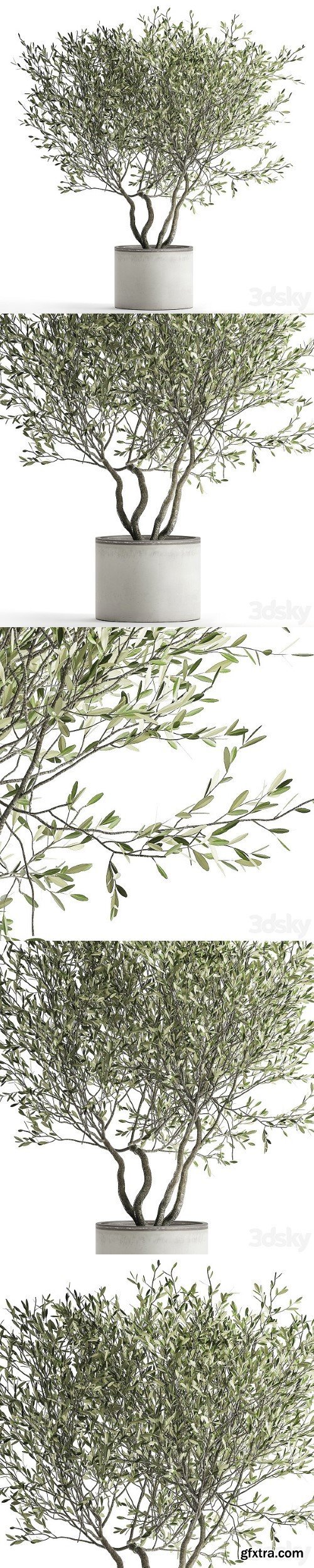 Olive Tree 970