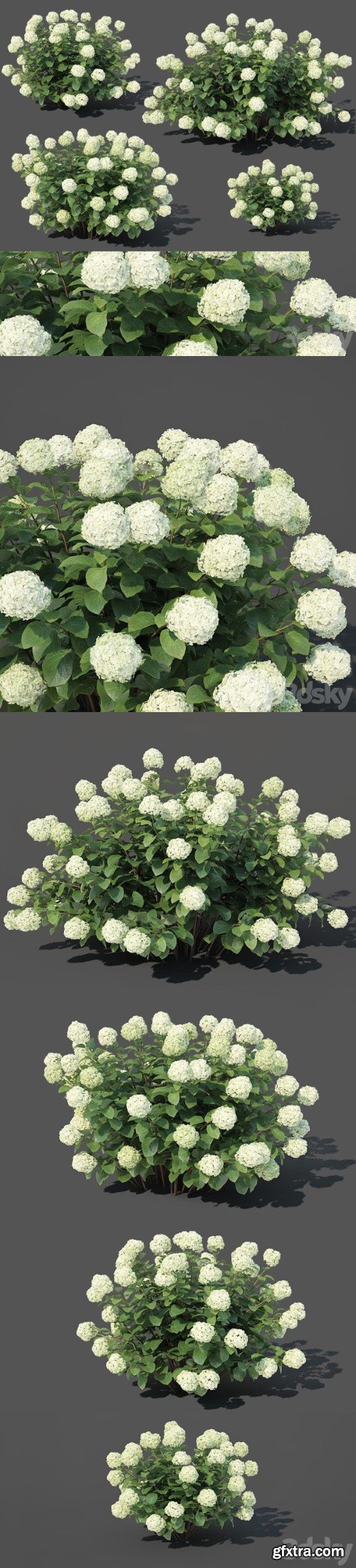 Hydrangea arborescens # 1. 4 sizes