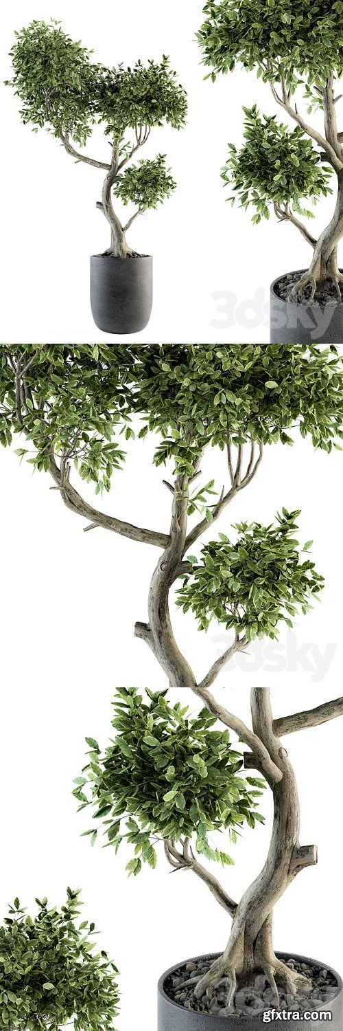 Plant Big Bonsai Indoor Plants 110