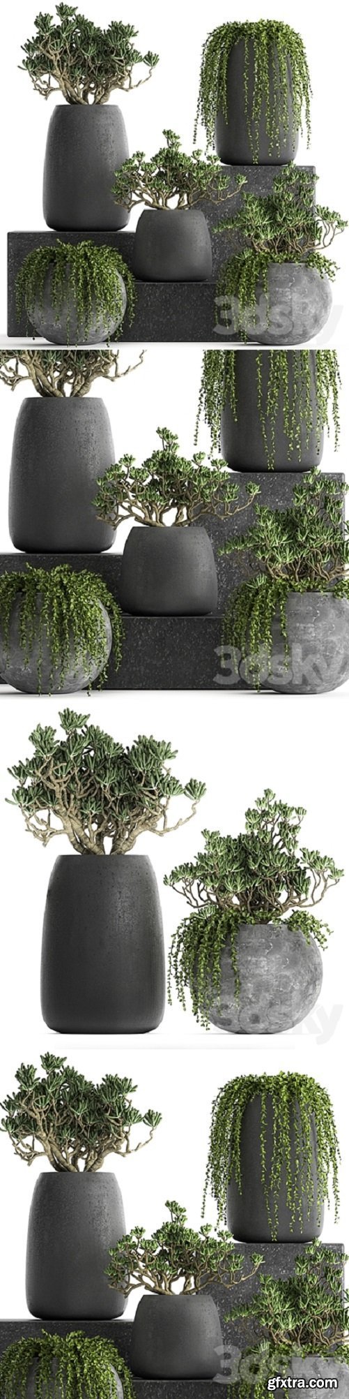 Plant collection 810. Money tree, Crassula, outdoor flowerpot, bushes, climbing plants, Crassula, succulents