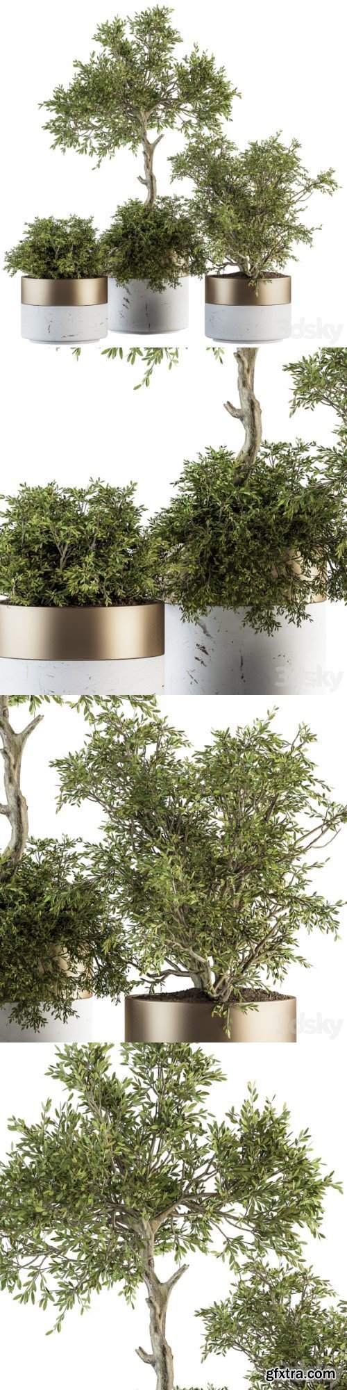 indoor Plant Set 200 - Tree in pot