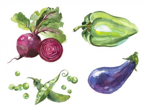 Watercolor painted collection of vegetables. Hand drawn fresh food design elements isolated on white background. 639884299