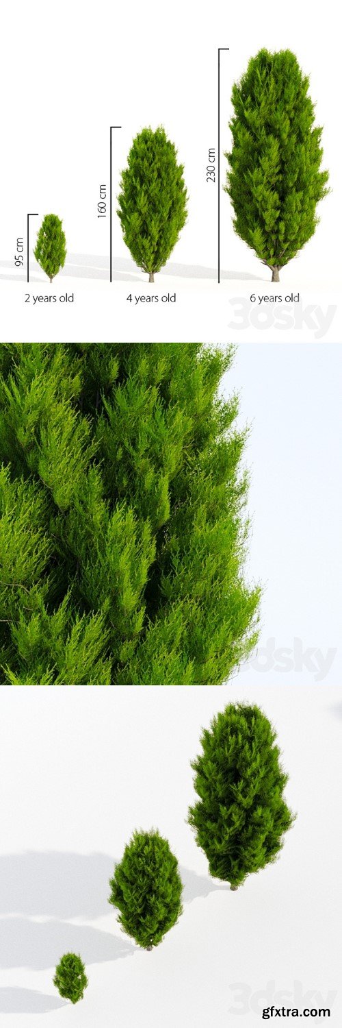 Thuja in 3 ages