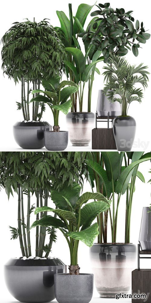 Plant collection 291. Bamboo, Banana, ficus Robusta, Hovea, alocasia, flowerpot, indoor plants, ficus abidjan, interior, home, strelitzia