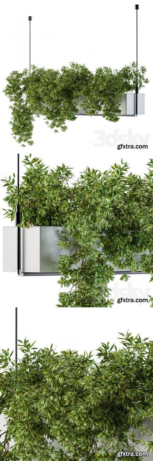 Hanging box plant