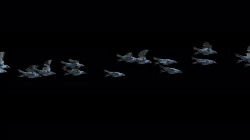 Videohive - 21 Crow Bird Bat Flying 4K - 47976351 - 47976351