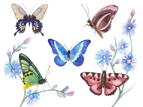 Watercolor painted butterflies. Hand drawn design elements isolated on white background. 639884048