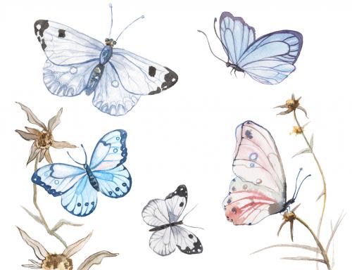 Watercolor painted butterflies. Hand drawn design elements isolated on white background. 639884033