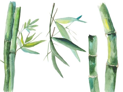 Hand drawn illustration of watercolor bamboo isolated on white background 639884021