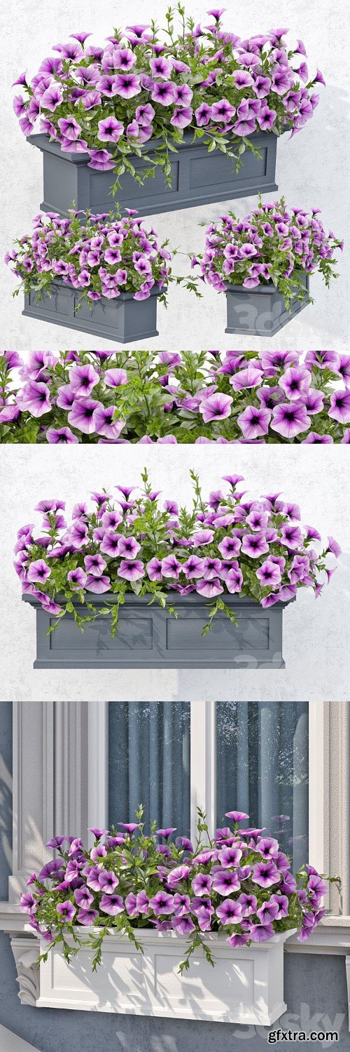 Lilac Petunia