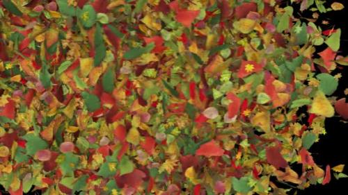 Videohive - Autumn Leaves Fall Transition - 48024346 - 48024346