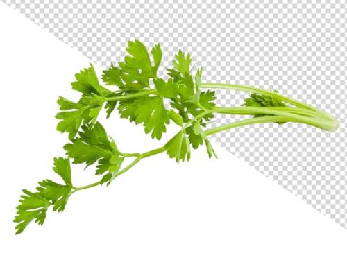 Premium PSD | Celery png Premium PSD