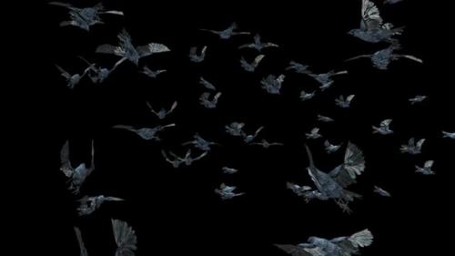 Videohive - 22 Crow Bird Bat Flying HD - 48078577 - 48078577