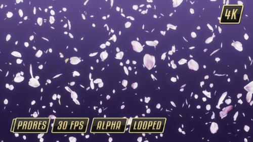 Videohive - Rose Flower Petals Falling Loop - 26566459 - 26566459