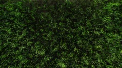 Videohive - Grass - 29800516 - 29800516