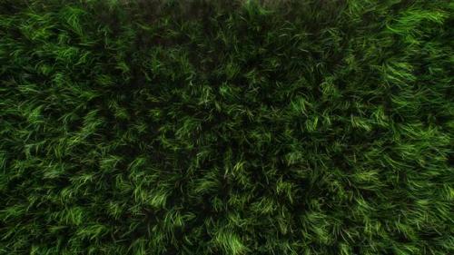 Videohive - Grass Field Background 4K - 29800518 - 29800518