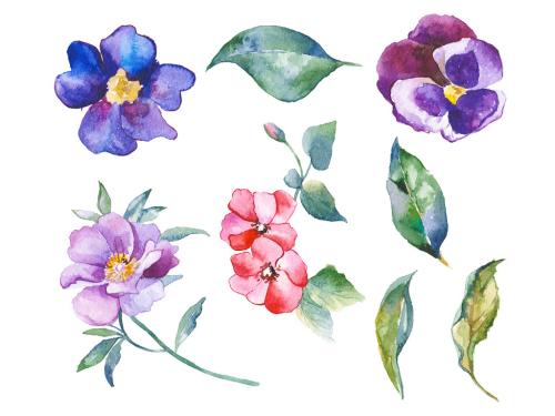 Watercolor painted collection of flowers. Hand drawn flower design elements isolated on white background. 646516225