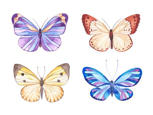 Watercolor painted butterfly. Hand drawn design elements isolated on white background. 646516103