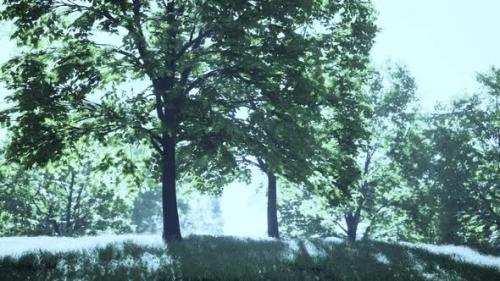 Videohive - A Serene Landscape with Tall Trees and Lush Green Grass - 48093949 - 48093949