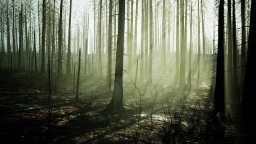 Videohive - A Burnt Forest with Tall Trees Standing As a Somber Reminder of Destruction - 48094041 - 48094041