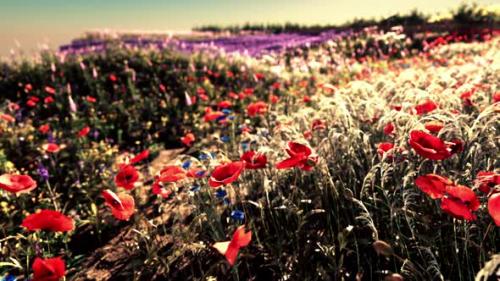 Videohive - A Vibrant Field of Red and Purple Flowers in Full Bloom - 48094105 - 48094105