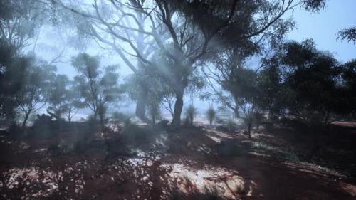 Videohive - A Mystical Forest Shrouded in a Thick Blanket of Fog - 48094359 - 48094359