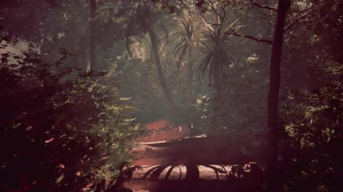 Videohive - Trekking Through the Hazy Wilderness of the Tropical Forest - 48097372 - 48097372