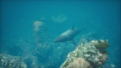 Videohive - Great White Shark Swimming Over the Bottom at the Neptune Islands - 48097554 - 48097554