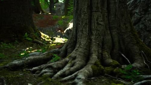 Videohive - Roots of an Old Tree Overgrown with Moss - 48097732 - 48097732