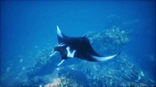 Videohive - Underwater View of Hovering Giant Oceanic Manta Ray - 48097759 - 48097759