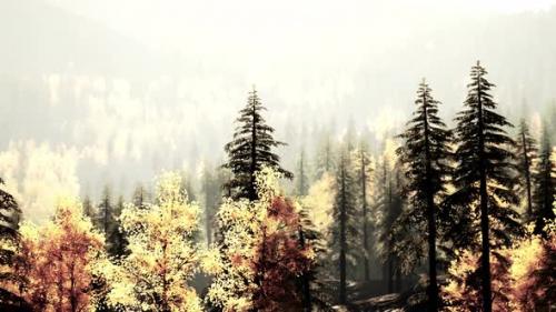 Videohive - Illuminated Evergreen Forest in the Mountains During Sunset - 48097831 - 48097831