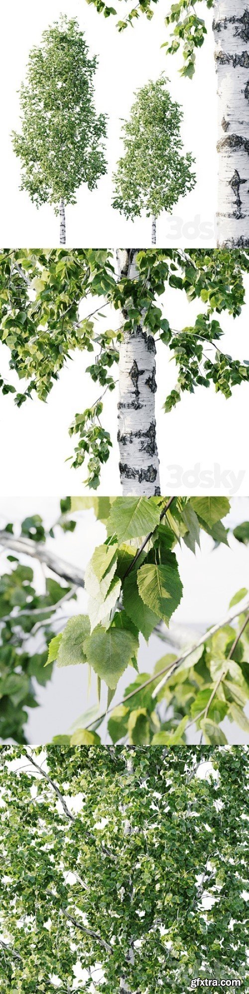 Betula 11.5m – 8.5m