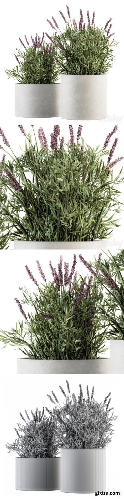 indoor Plant Set 183 - Lavender Bush