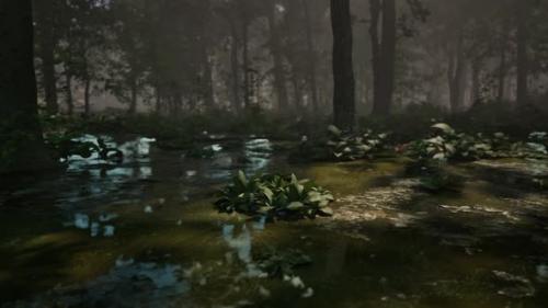 Videohive - Mystic Foggy Swamp with Trees - 48098715 - 48098715