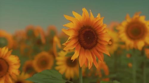 Videohive - Many Bright Yellow Big Sunflowers in Plantation Fields on Evening Sunset - 48098722 - 48098722