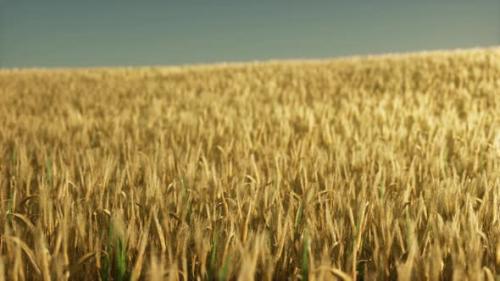 Videohive - Agricultural Wheat Field Under Sunset - 48099125 - 48099125