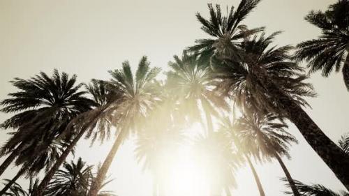 Videohive - Underside of the Coconuts Tree with Clear Sky and Shiny Sun - 48099301 - 48099301