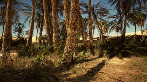 Videohive - Palms Oasis in the Desert - 48099472 - 48099472