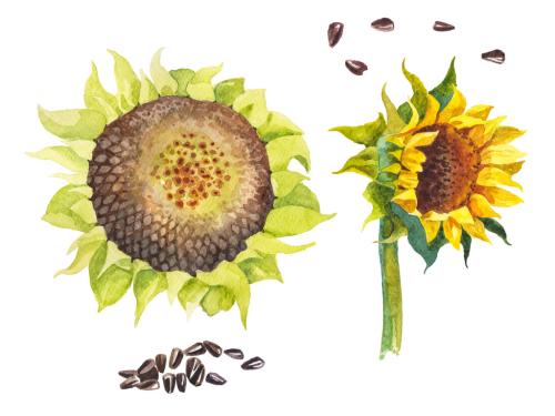 Abstract watercolor collection of autumn sunflowers. Hand drawn nature design elements isolated on white background. 647203053