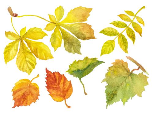 Abstract watercolor collection of autumn leaves. Hand drawn nature design elements isolated on white background. 647202857